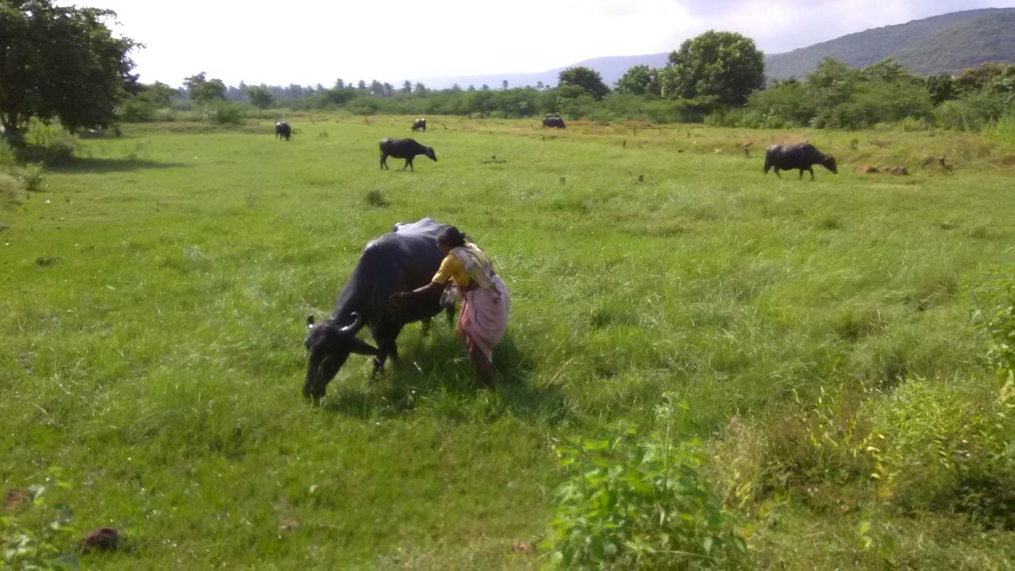 Rural India