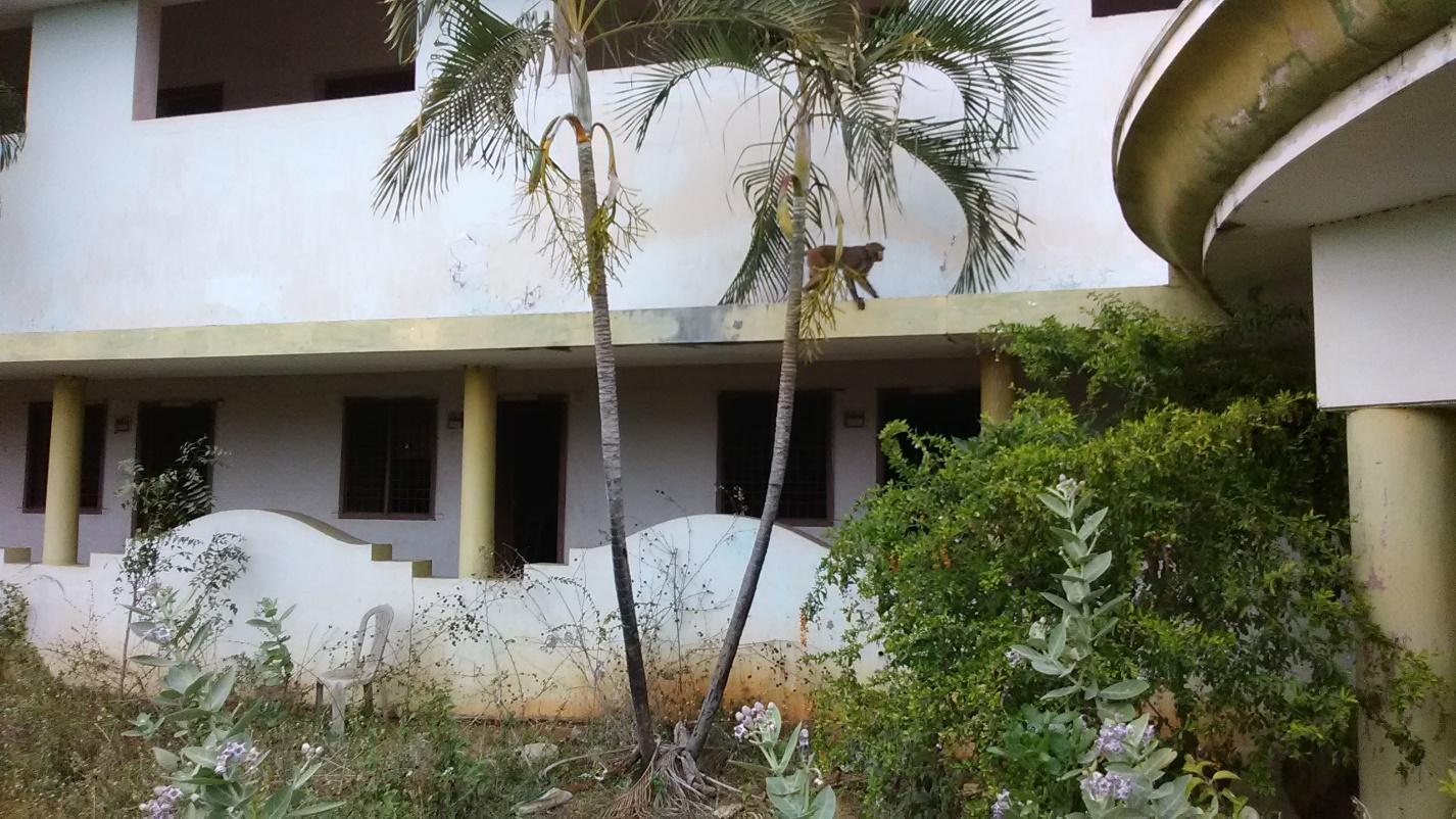 Wild monkeys climbing on the orphanage